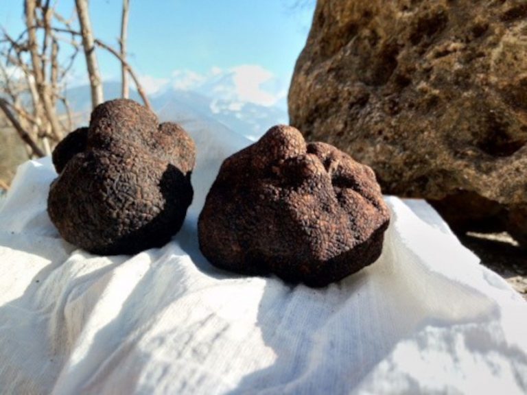 Truffes melanosporum