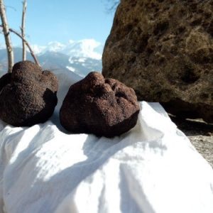 Truffes melanosporum
